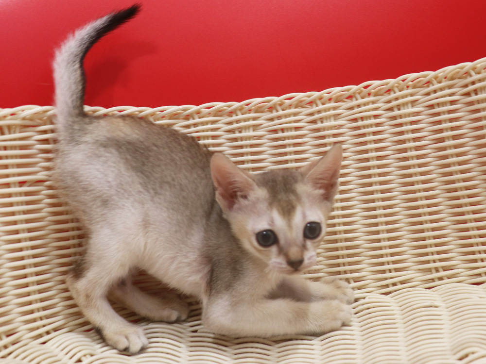 シンガプーラの子猫画像