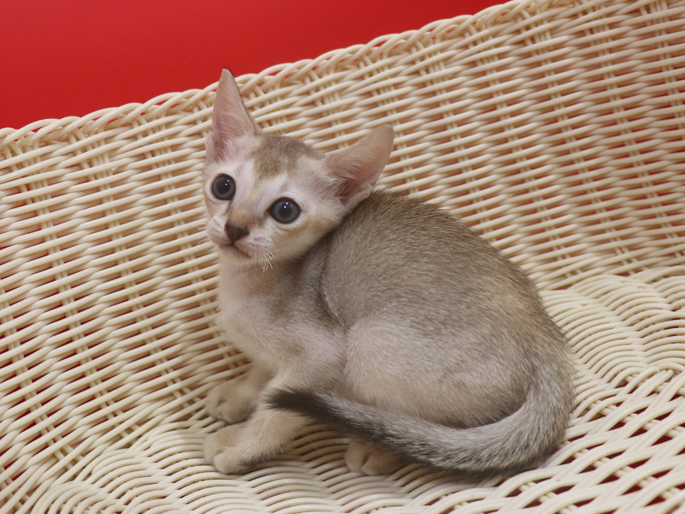 シンガプーラの子猫画像