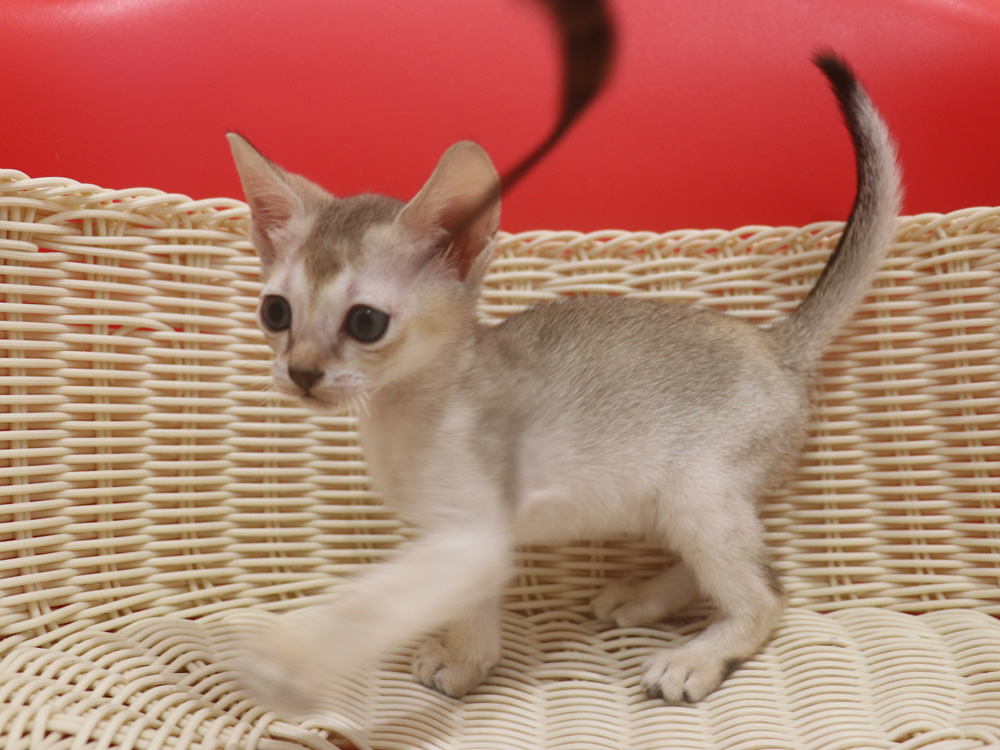 シンガプーラの子猫画像