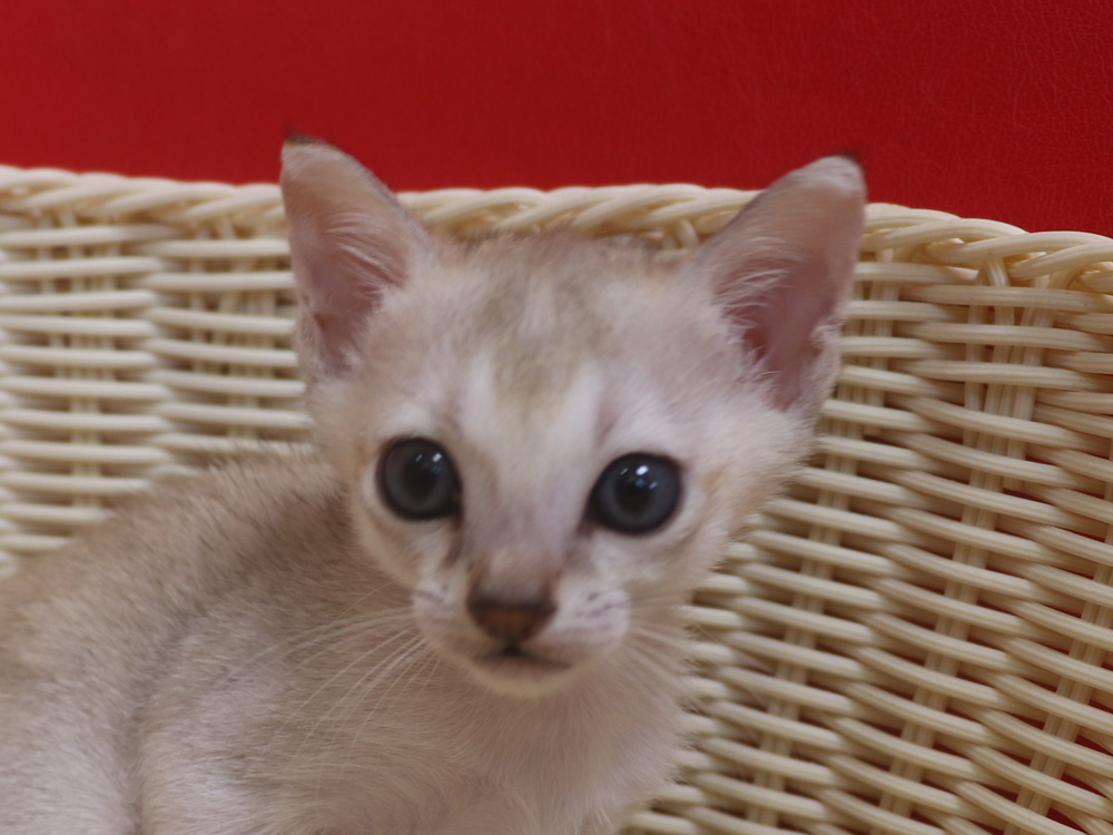 シンガプーラの子猫画像