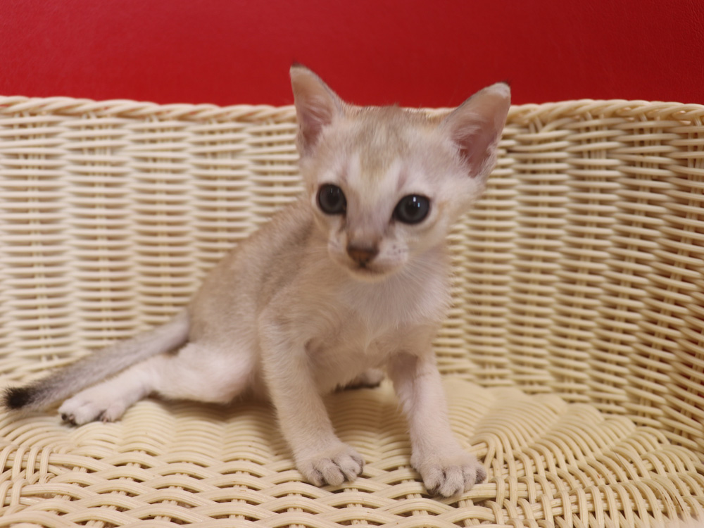 シンガプーラの子猫画像