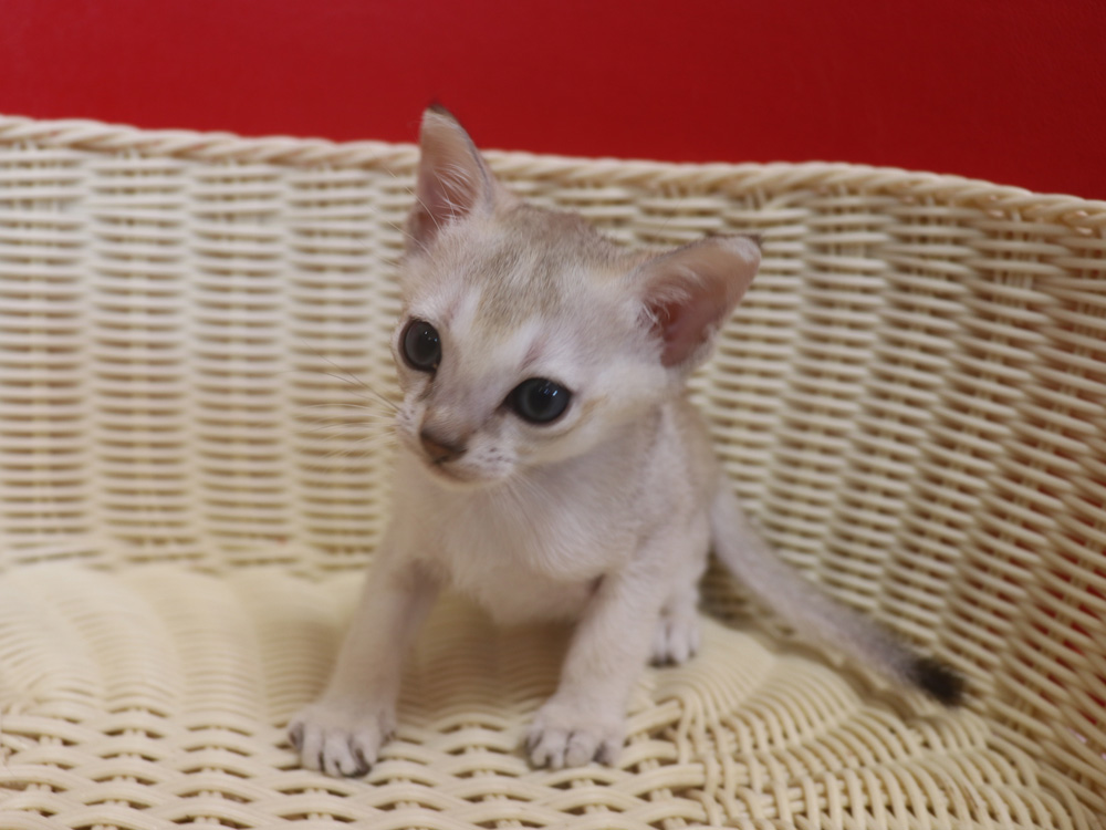 シンガプーラの子猫画像