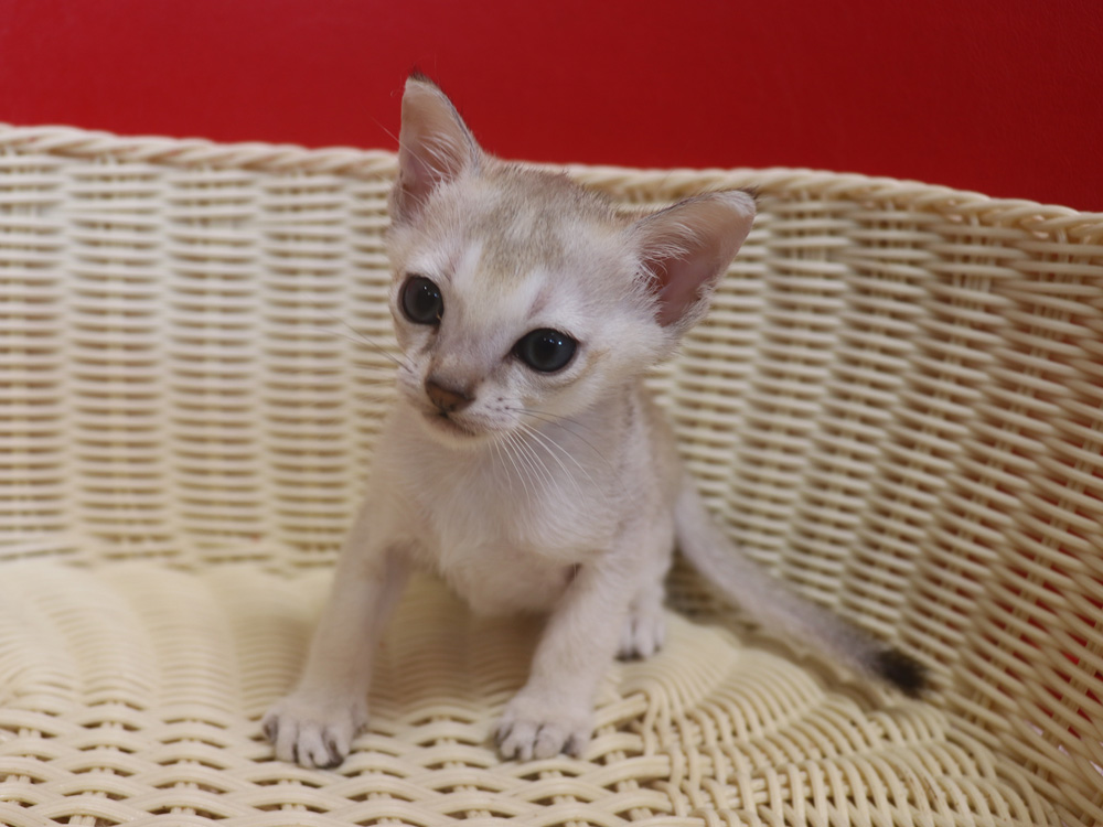 シンガプーラの子猫画像