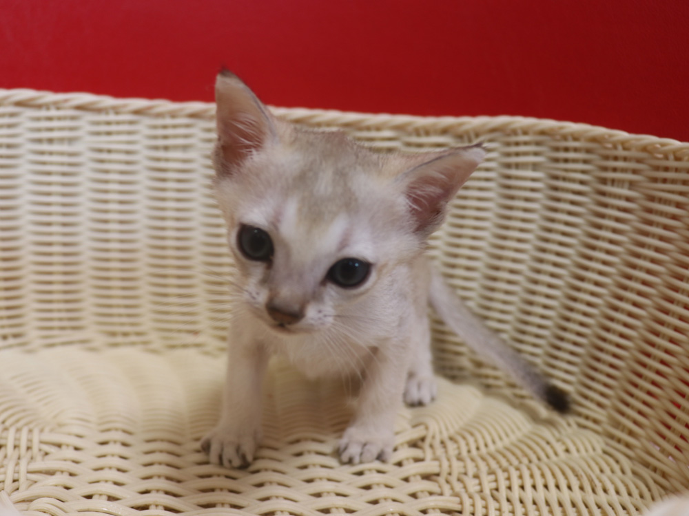 シンガプーラの子猫画像