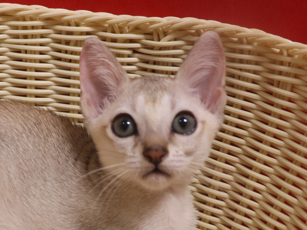 シンガプーラの子猫画像