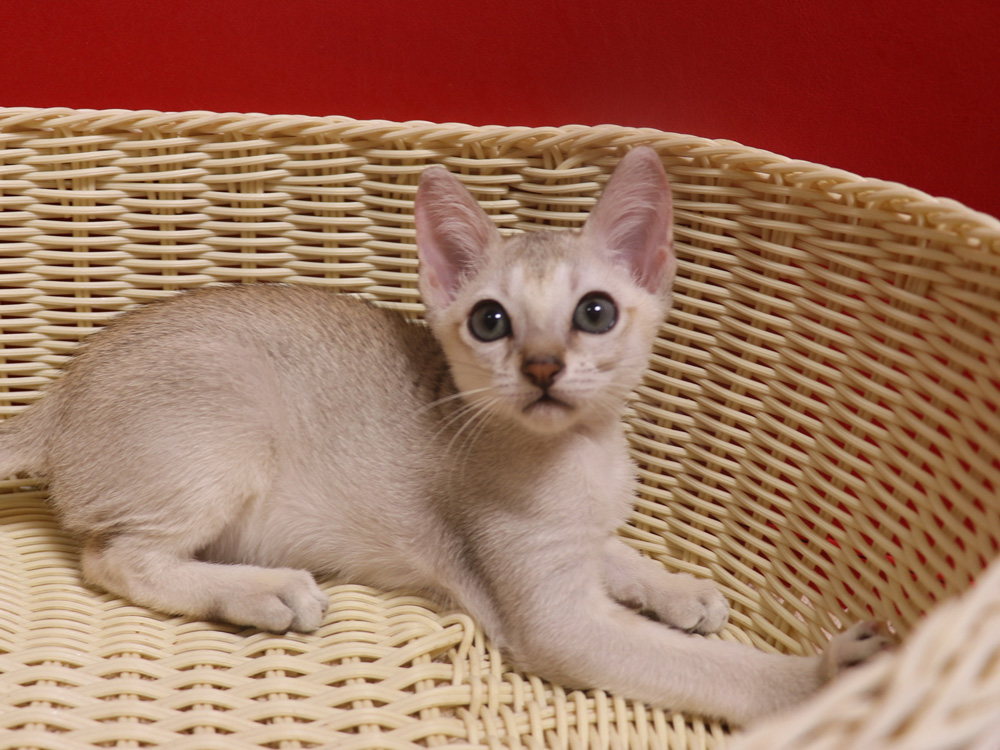 シンガプーラの子猫画像