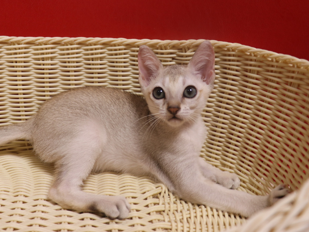 シンガプーラの子猫画像