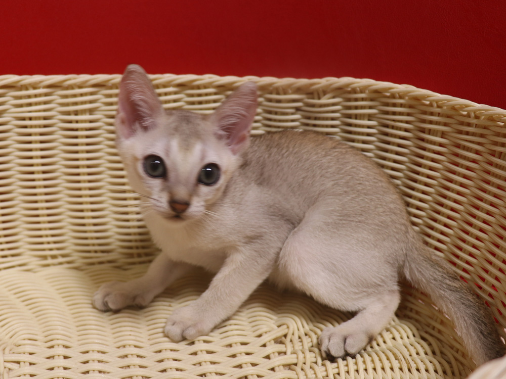シンガプーラの子猫画像
