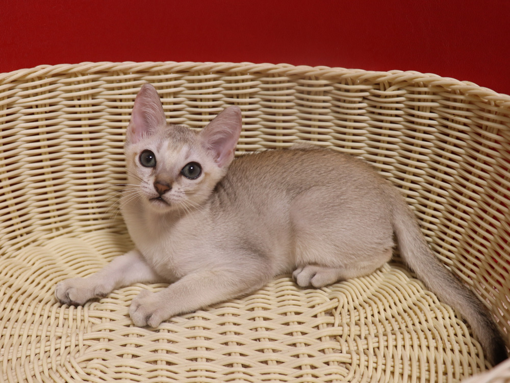 シンガプーラの子猫画像