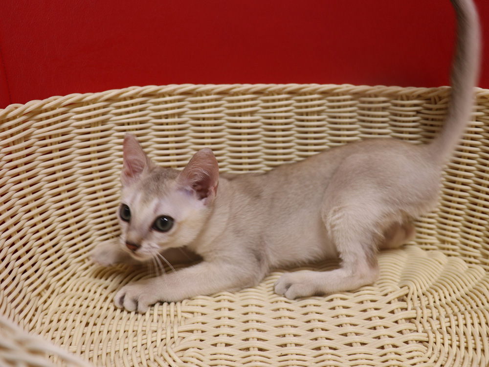 シンガプーラの子猫画像