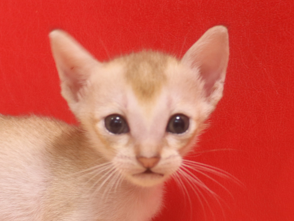 シンガプーラの子猫画像