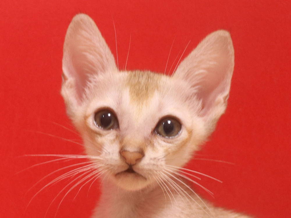 シンガプーラの子猫画像