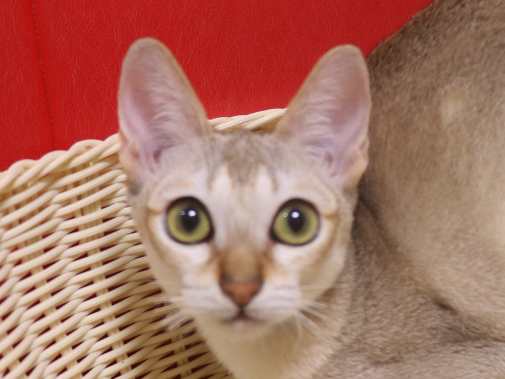 シンガプーラの子猫画像