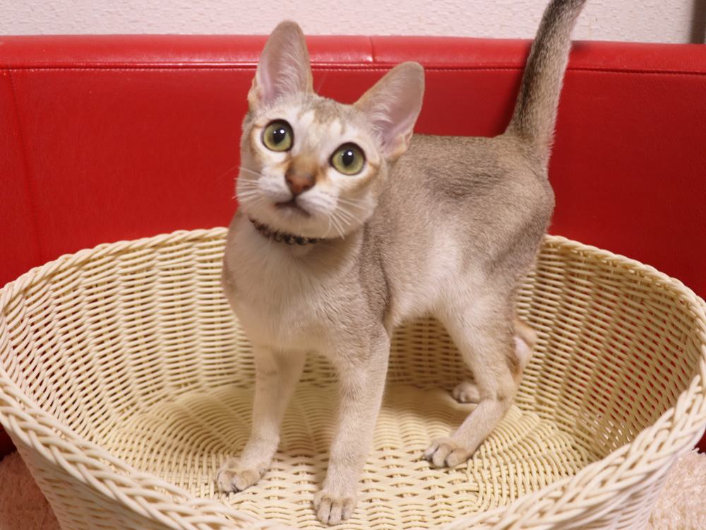 シンガプーラの子猫画像