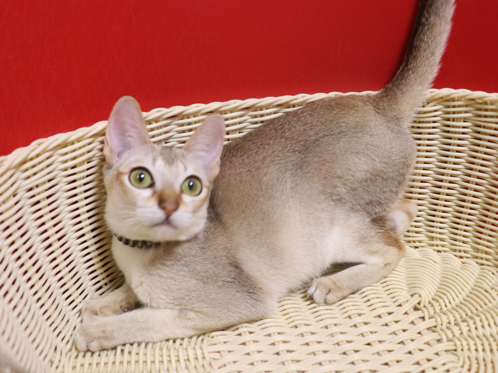 シンガプーラの子猫画像