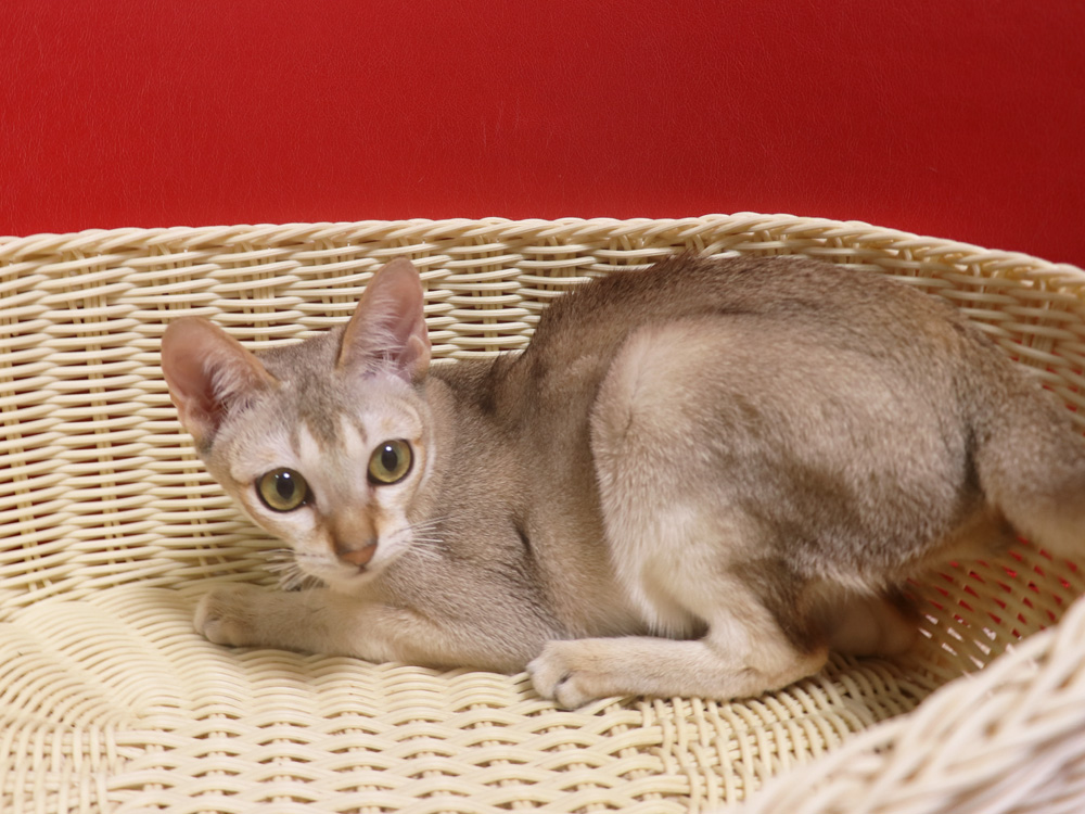 シンガプーラの子猫画像
