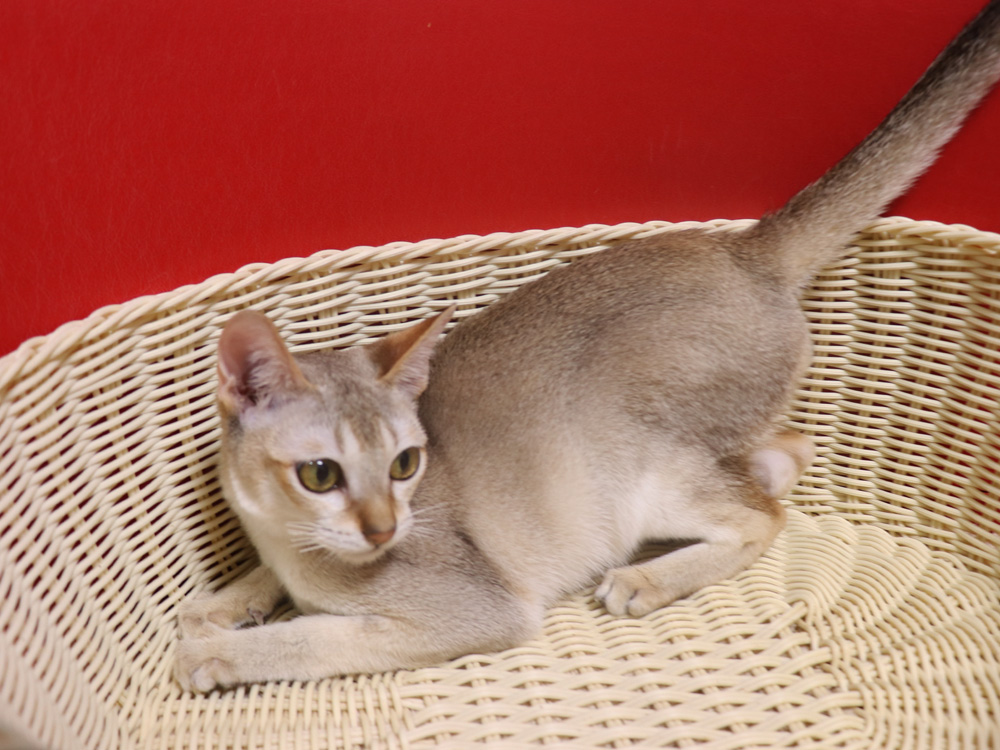 シンガプーラの子猫画像