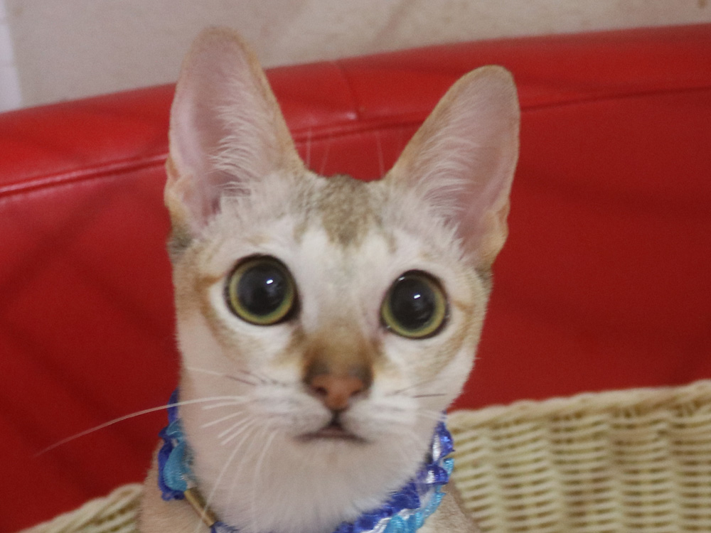 シンガプーラの子猫画像
