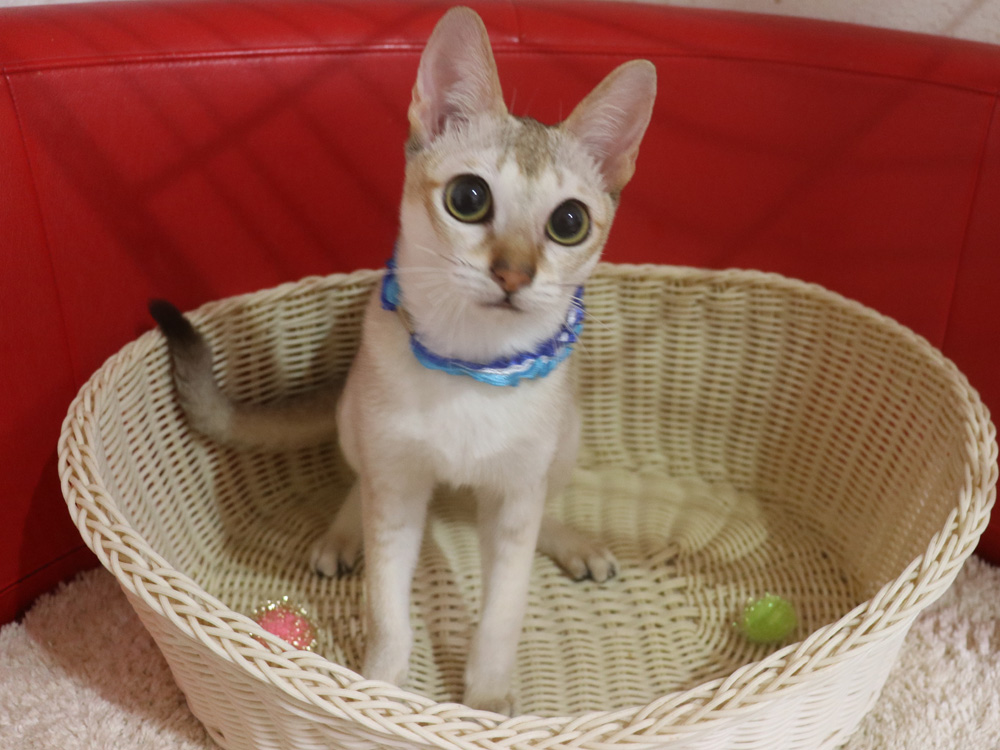 シンガプーラの子猫画像