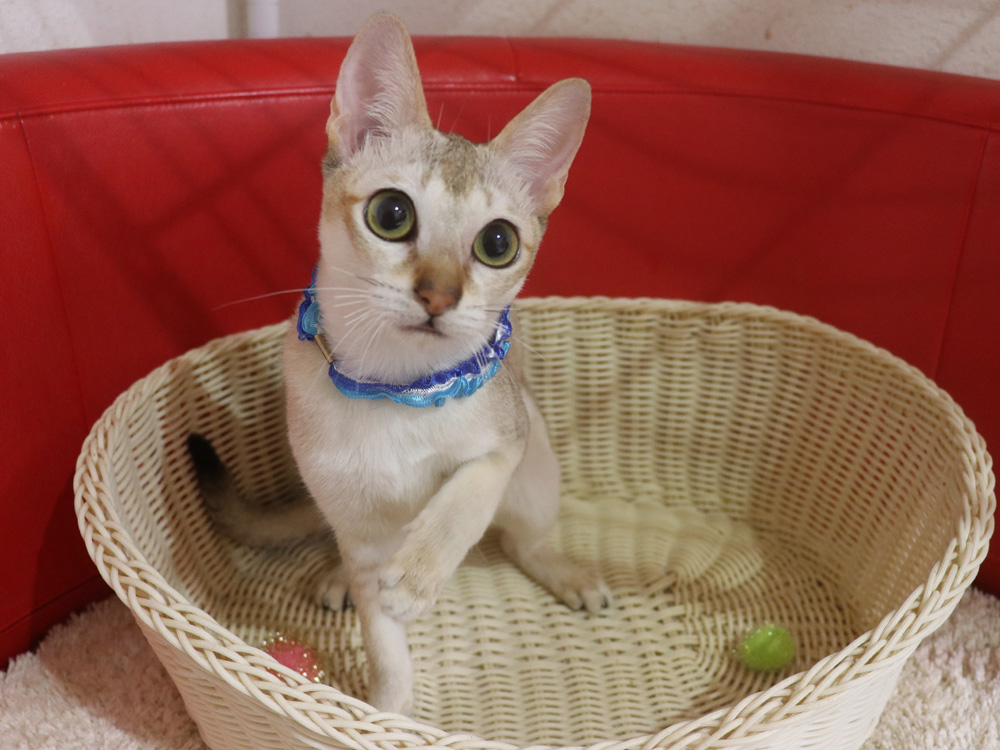 シンガプーラの子猫画像