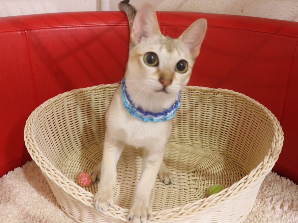 シンガプーラの子猫画像