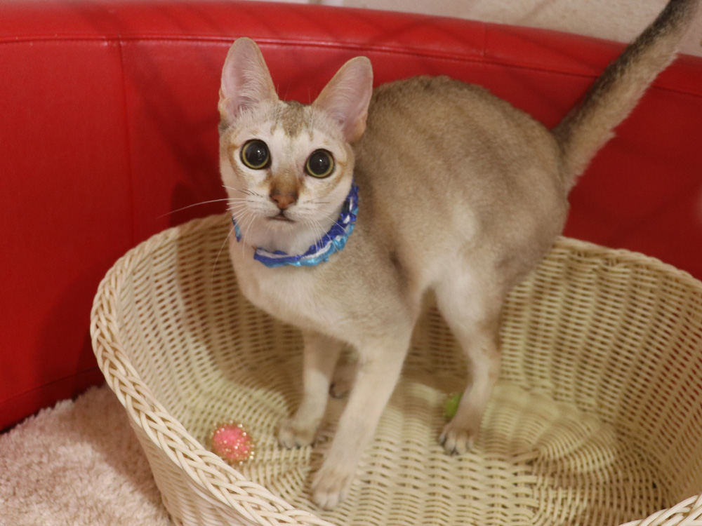 シンガプーラの子猫画像