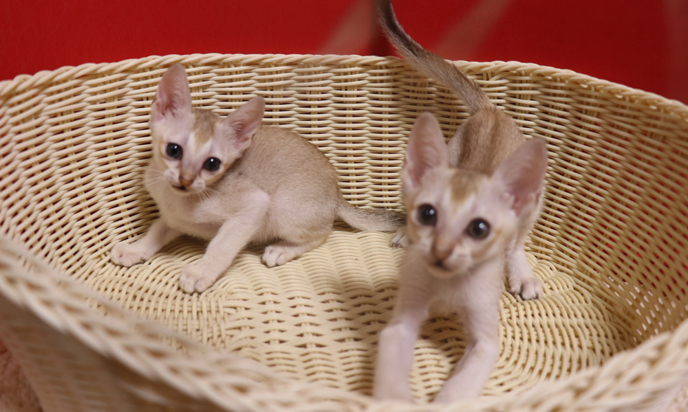 シンガプーラの子猫画像
