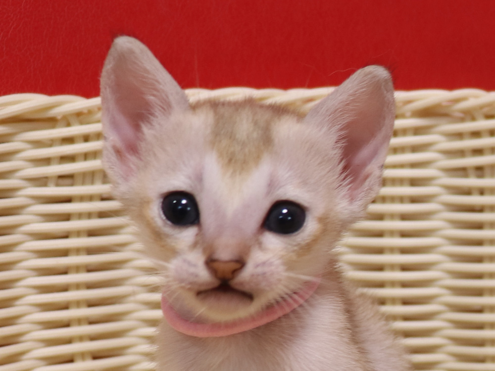 シンガプーラの子猫画像