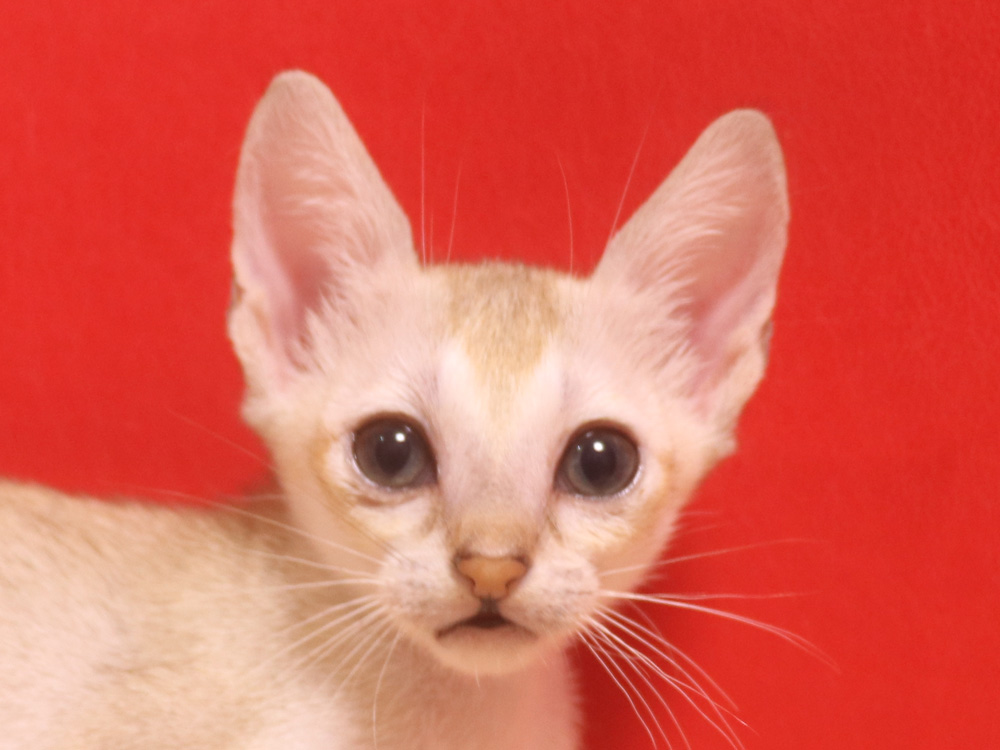シンガプーラの子猫画像