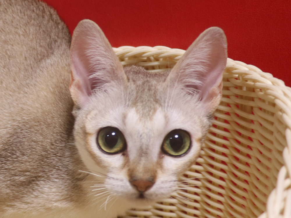 シンガプーラの子猫画像