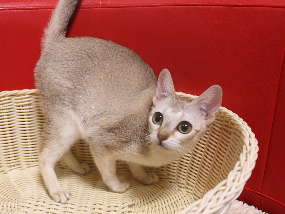 シンガプーラの子猫画像