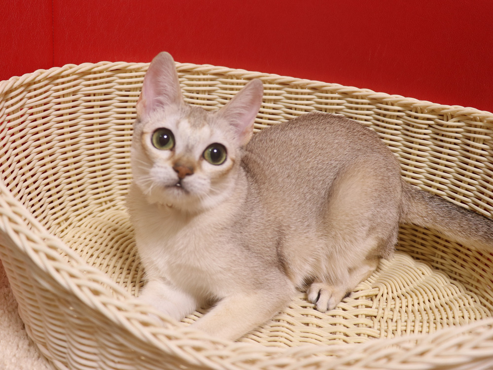 シンガプーラの子猫画像