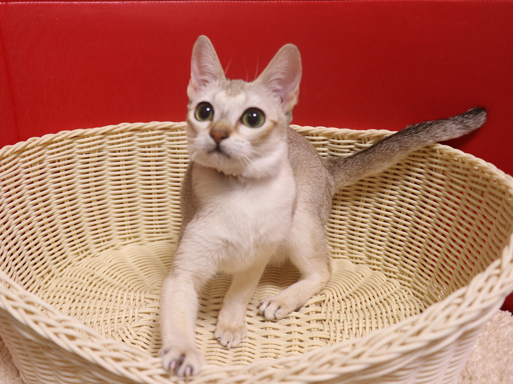 シンガプーラの子猫画像