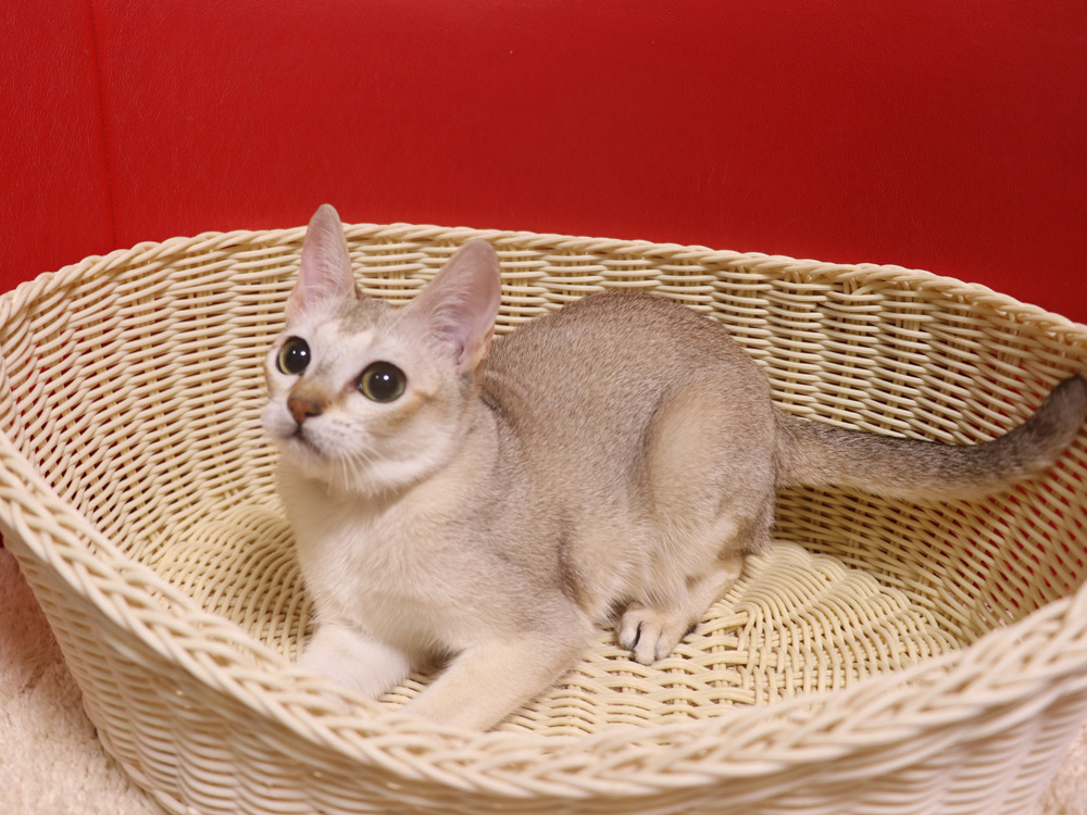 シンガプーラの子猫画像