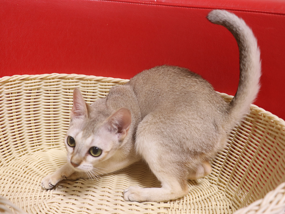 シンガプーラの子猫画像
