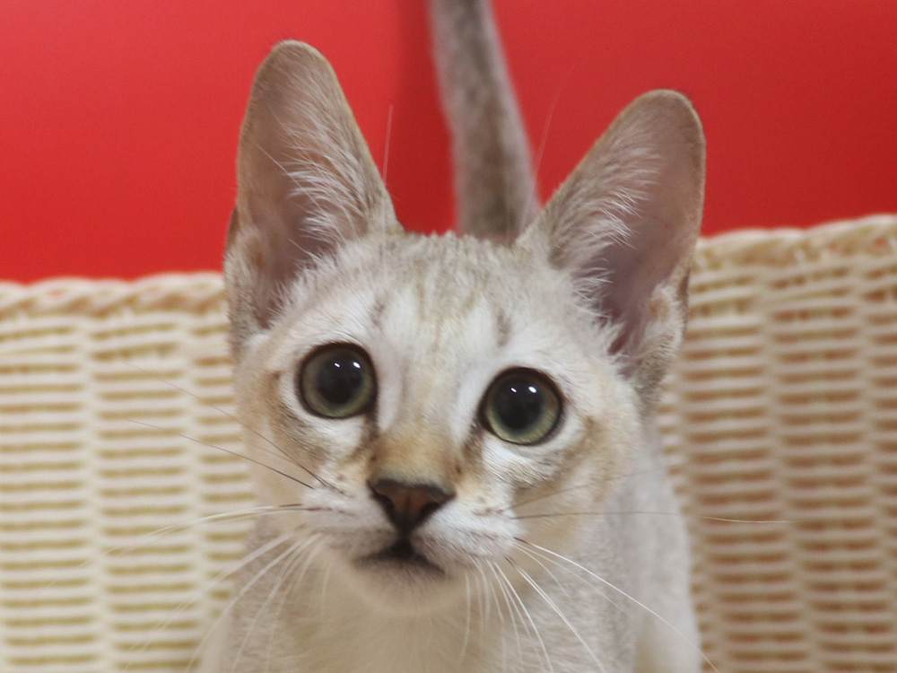 シンガプーラの子猫画像