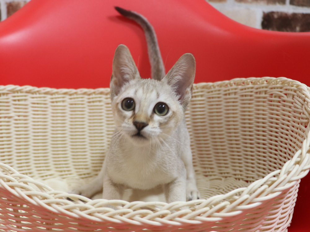 シンガプーラの子猫画像