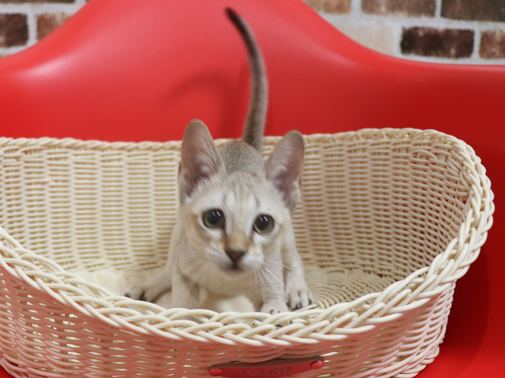シンガプーラの子猫画像