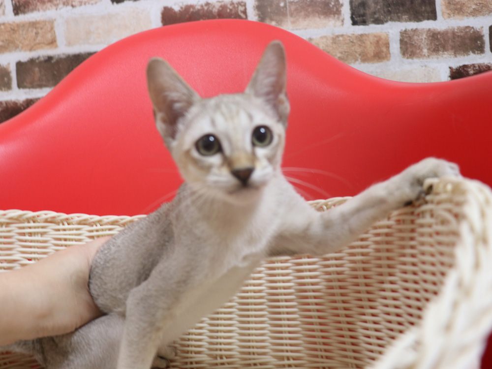 シンガプーラの子猫画像