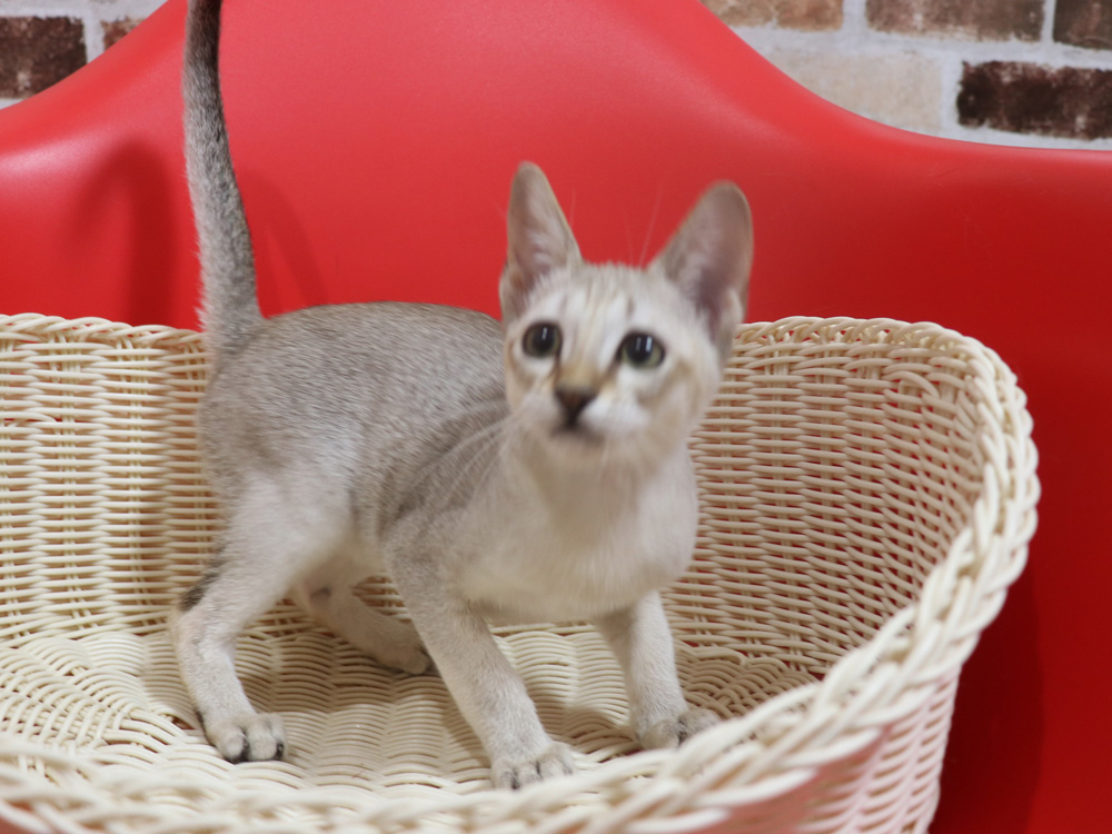 シンガプーラの子猫画像
