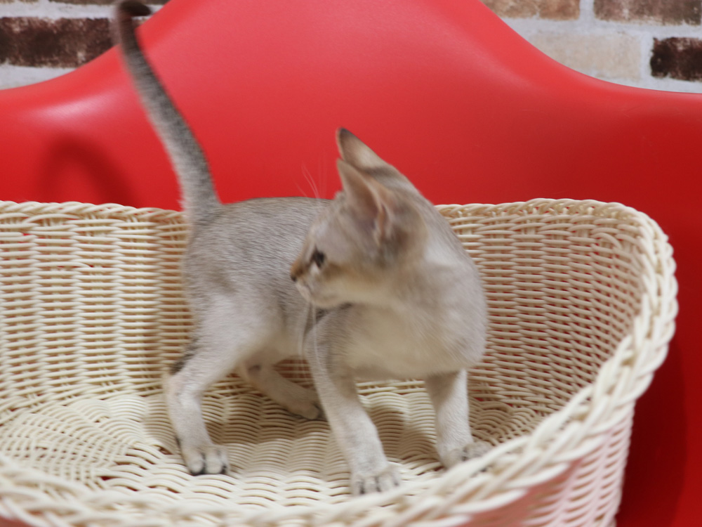 シンガプーラの子猫画像