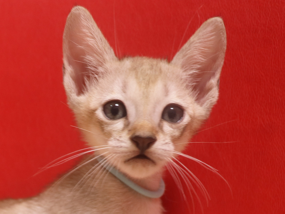 シンガプーラの子猫画像