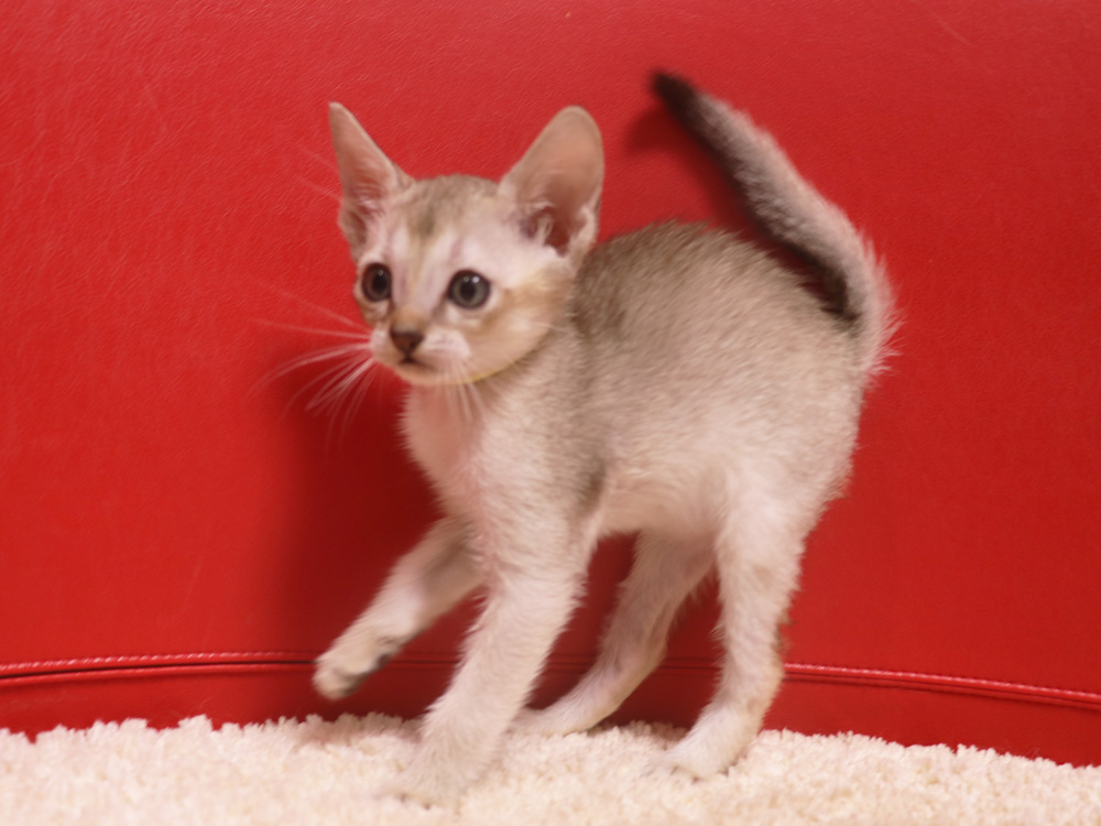 シンガプーラの子猫画像