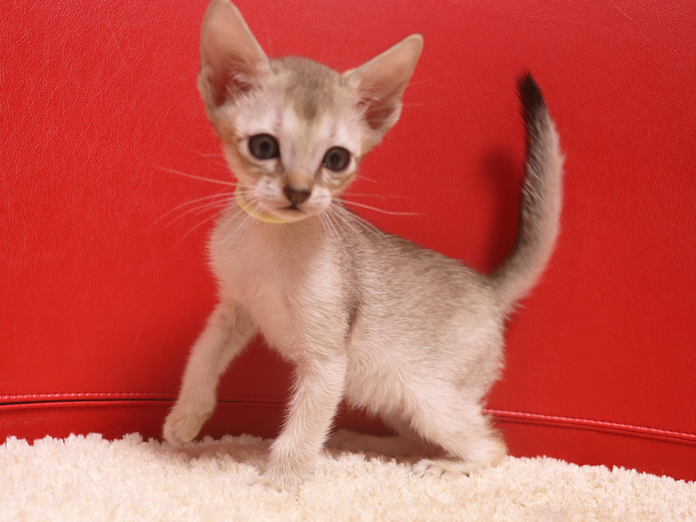 シンガプーラの子猫画像