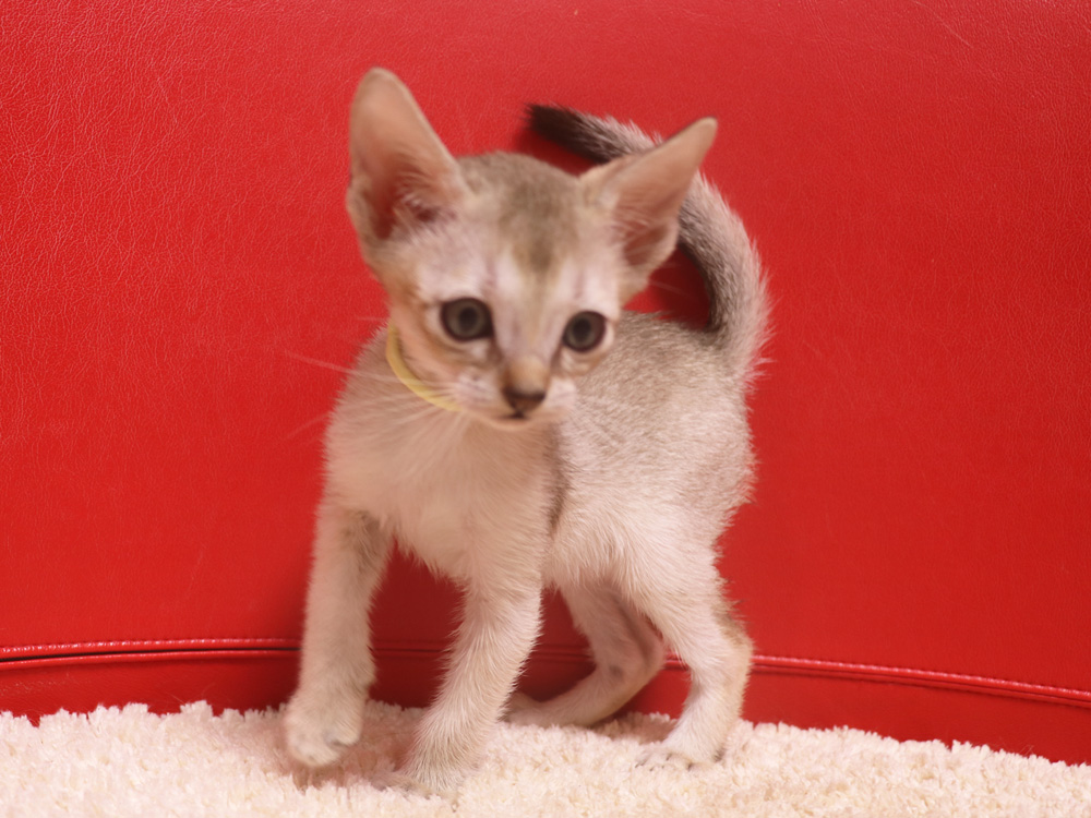 シンガプーラの子猫画像