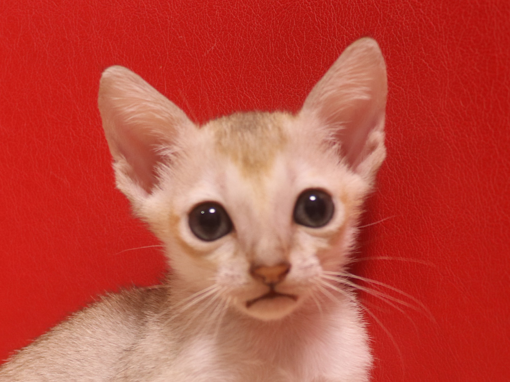 シンガプーラの子猫画像