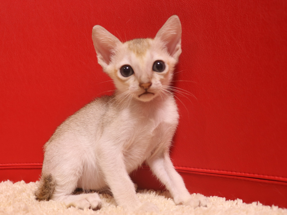 シンガプーラの子猫画像
