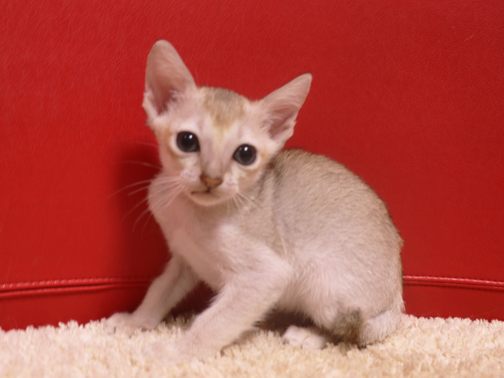 シンガプーラの子猫画像