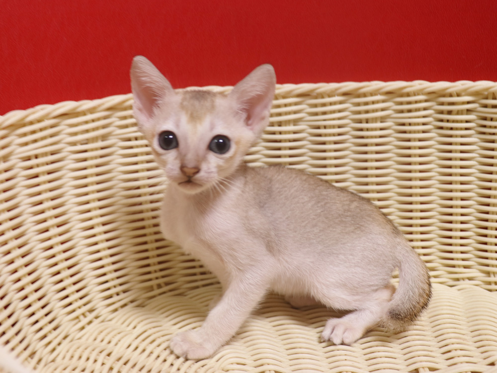 シンガプーラの子猫画像