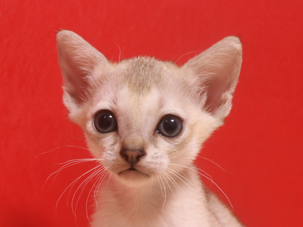 シンガプーラの子猫画像